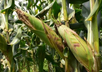 KAYONZA: Uburyo bushya bwo guhangana n’imihindagurikire y’ikirere burimo gushyirwa mu bikorwa: Umushinga wa Miliyari 300 z’amanyarwanda ugamije kuhira imirima 2026-2031.