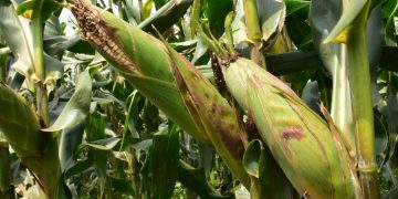 KAYONZA: Uburyo bushya bwo guhangana n’imihindagurikire y’ikirere burimo gushyirwa mu bikorwa: Umushinga wa Miliyari 300 z’amanyarwanda ugamije kuhira imirima 2026-2031.